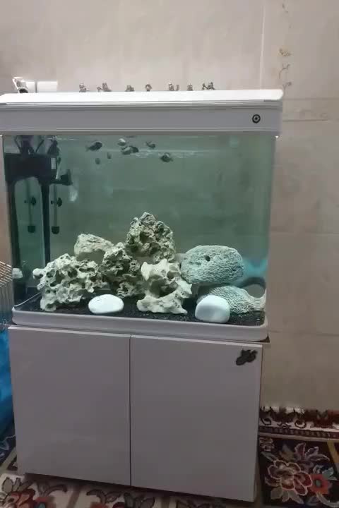 اکواریوم  k800|ماهی|خرم‌آباد, |دیوار