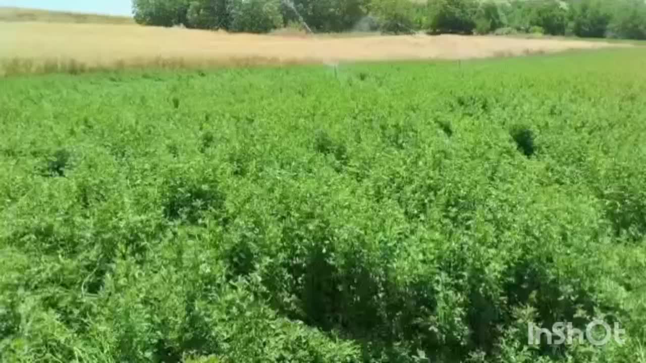 بذر یونجه گرمسیری|خدمات باغبانی و درختکاری|رامهرمز, |دیوار