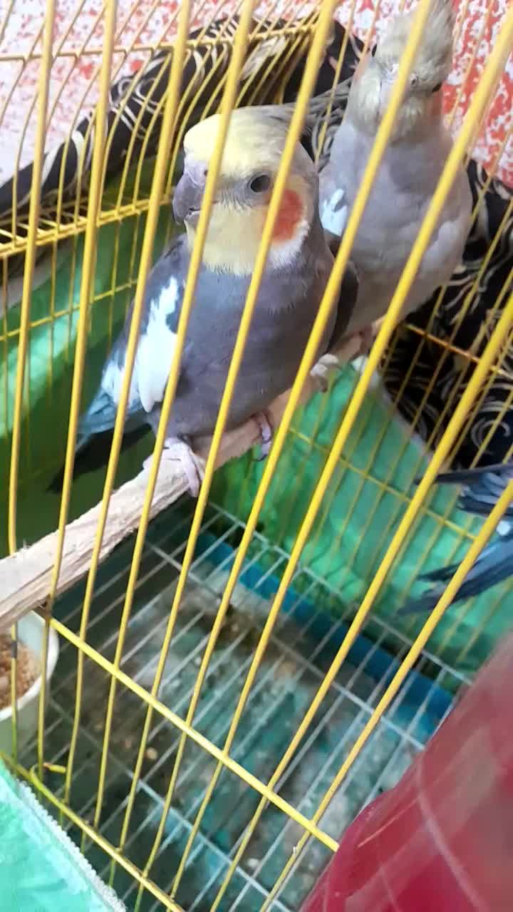 عروس هلندی مولد|پرنده|نور, |دیوار