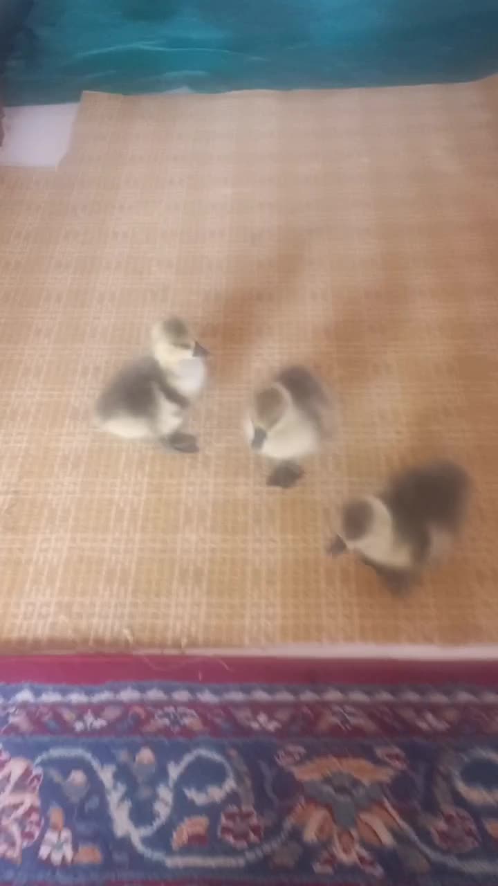 جوجه قوغاز|حیوانات مزرعه|گرگان, |دیوار