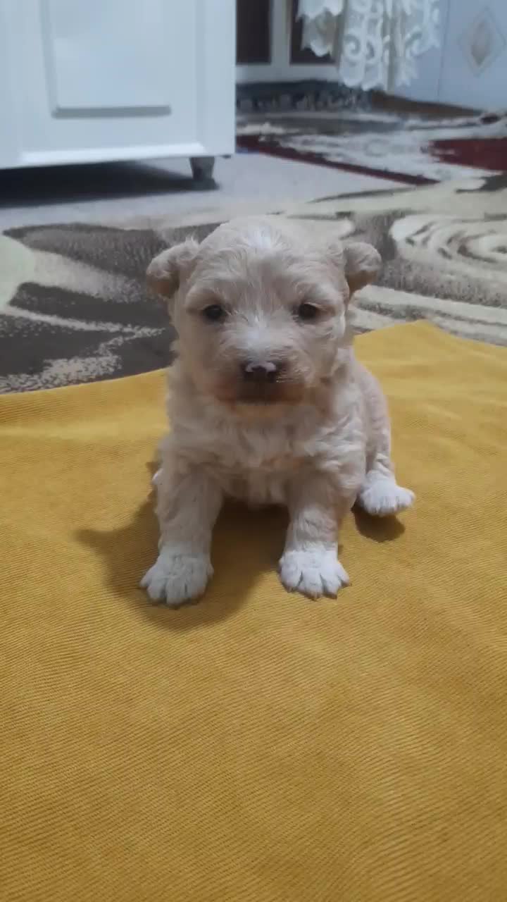 پودل کراس ماده|سگ|تهران, باغ خزانه|دیوار