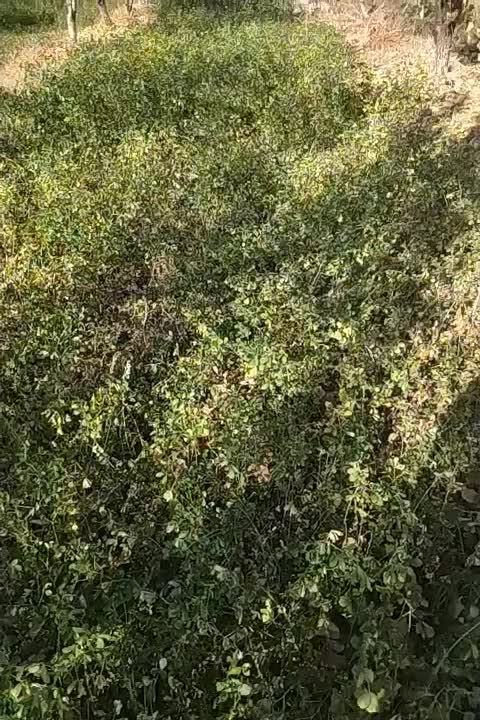 یونجه تازه یک ونیم طناب|لوازم جانبی حیوانات|نوشین شهر, |دیوار