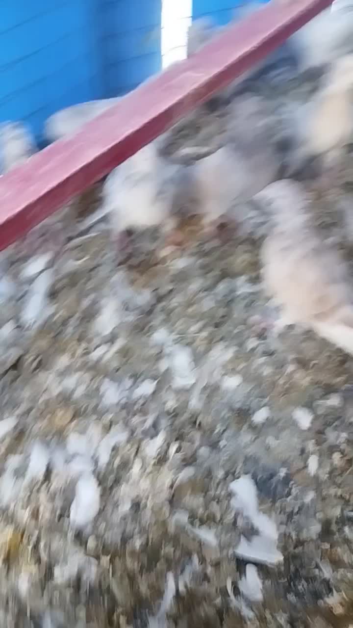 16عدد دم سفید تازه ایزی کنار کردن همه قیچی|پرنده|سبزوار, اسلام آباد|دیوار