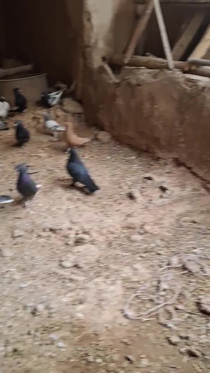 پرنده|پرنده|شیراز, میرزاکوچک خان|دیوار