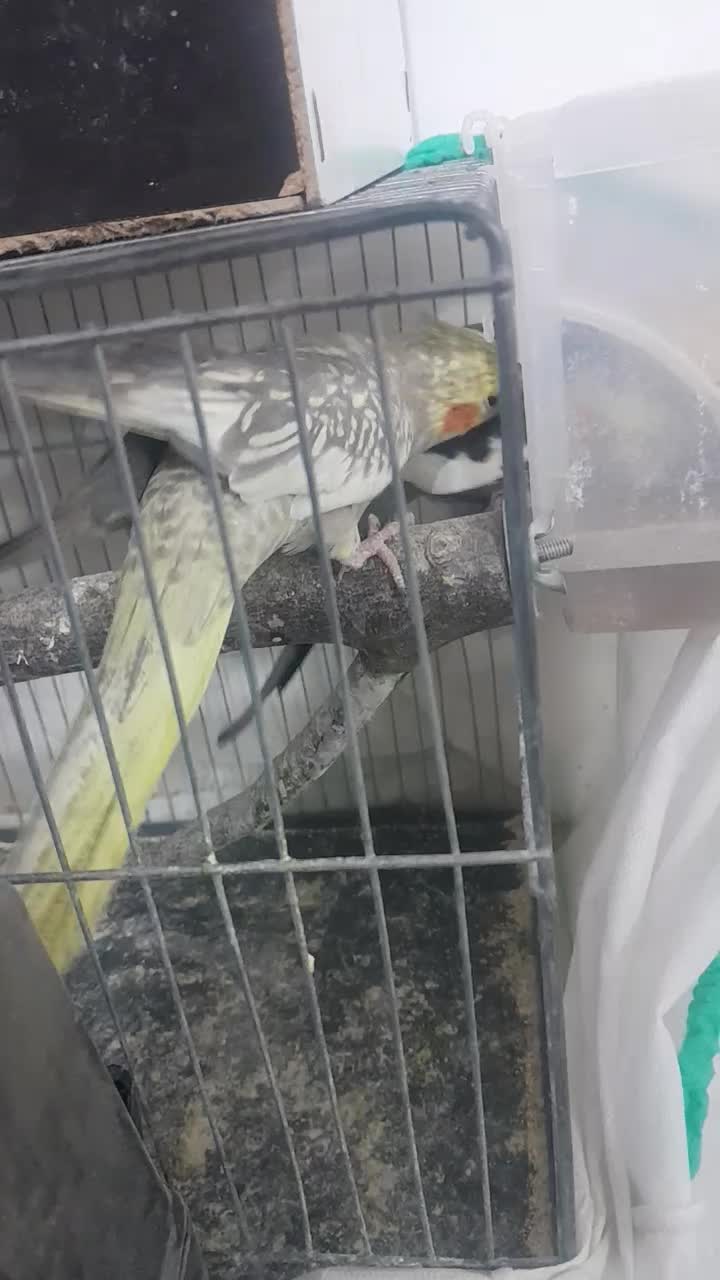 عرووس|پرنده|قم, شهر قائم|دیوار