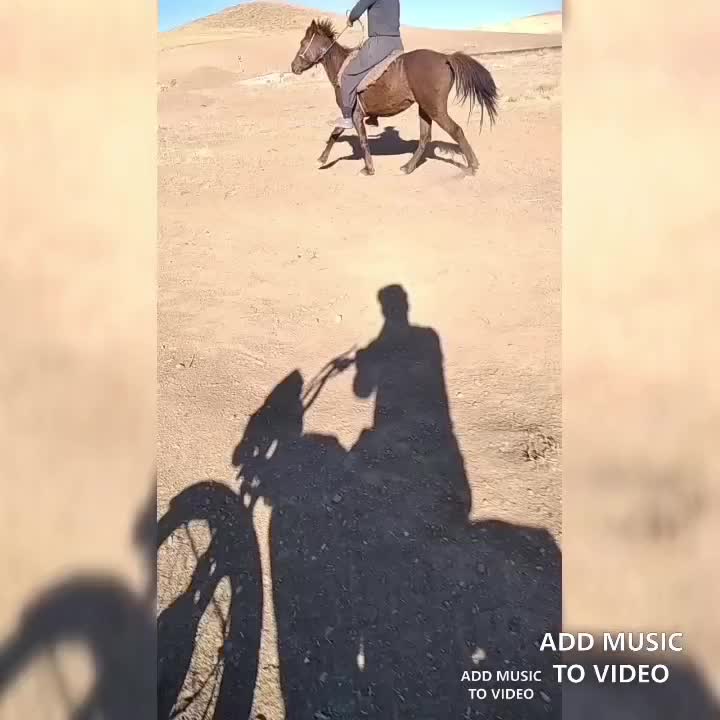 اسب|اسب و تجهیزات اسب‌سواری|دهگلان, |دیوار