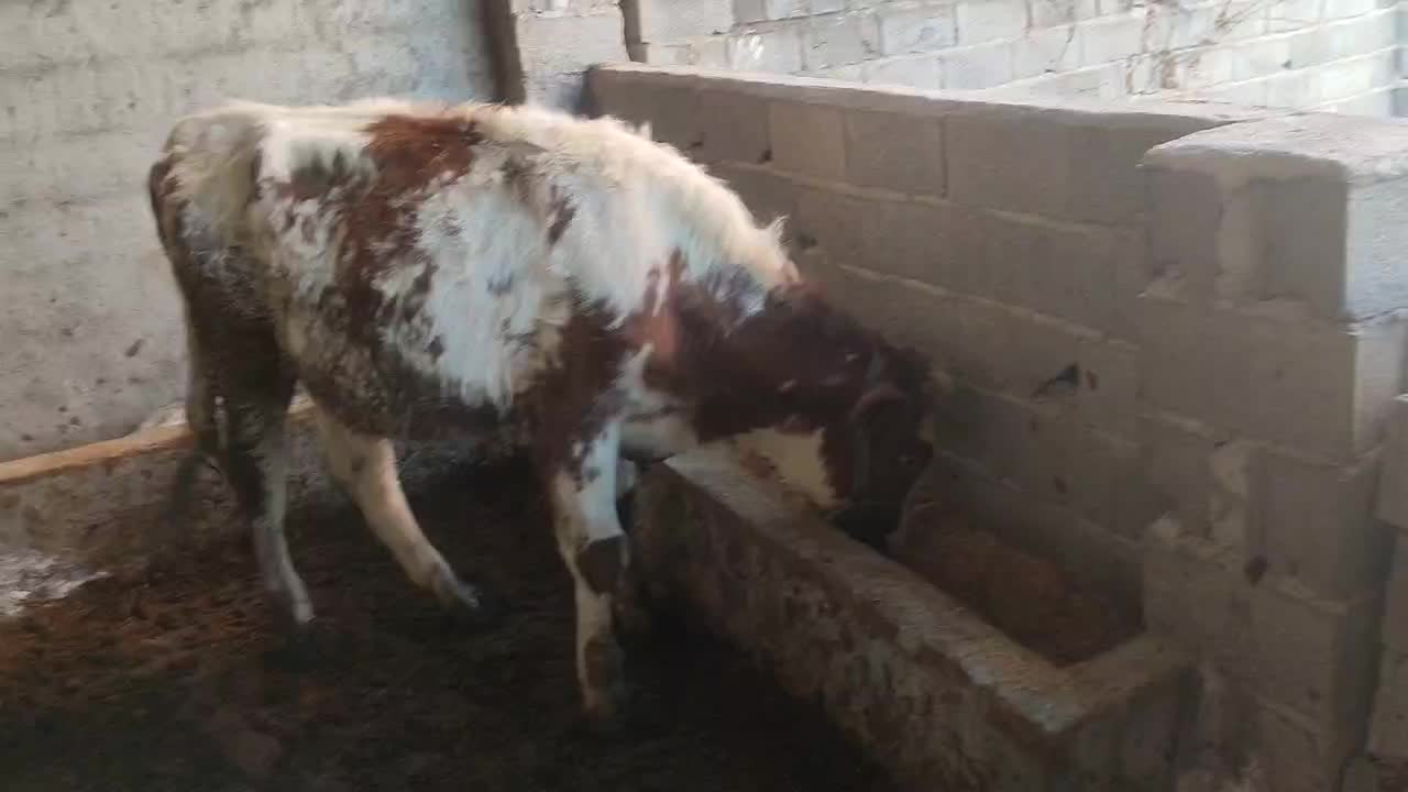گوساله|حیوانات مزرعه|گنبد کاووس, |دیوار