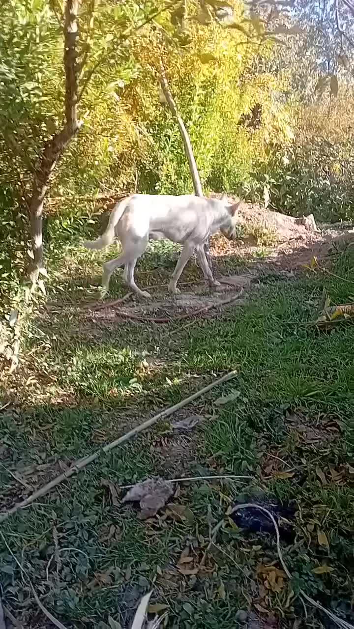 واگذاری سگ|سگ|شیراز, میرزاکوچک خان|دیوار