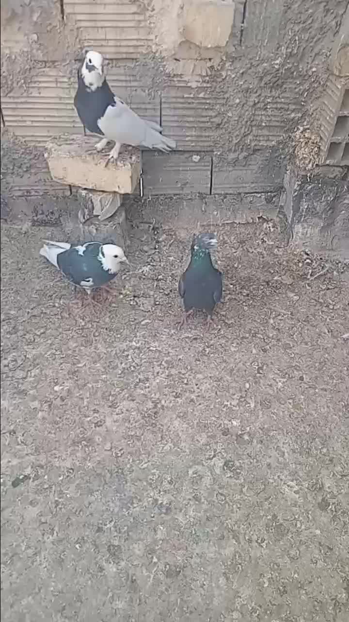 کفتریاکبوتر|پرنده|شیراز, ماه فیروزان|دیوار