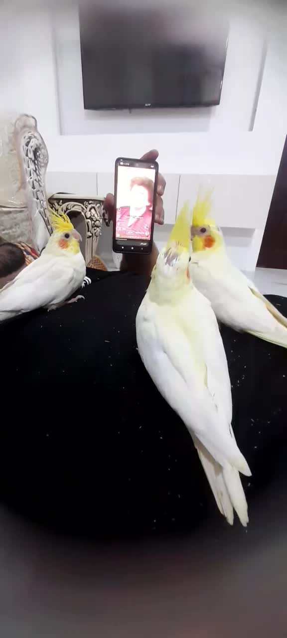 جوجه عروس هلندی|پرنده|خرمآباد (تنکابن), |دیوار