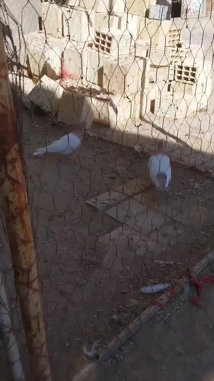 فروش کبوتر|پرنده|ساروق, |دیوار