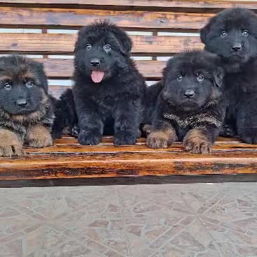 ژرمن|سگ|اهواز, کیانپارس |دیوار