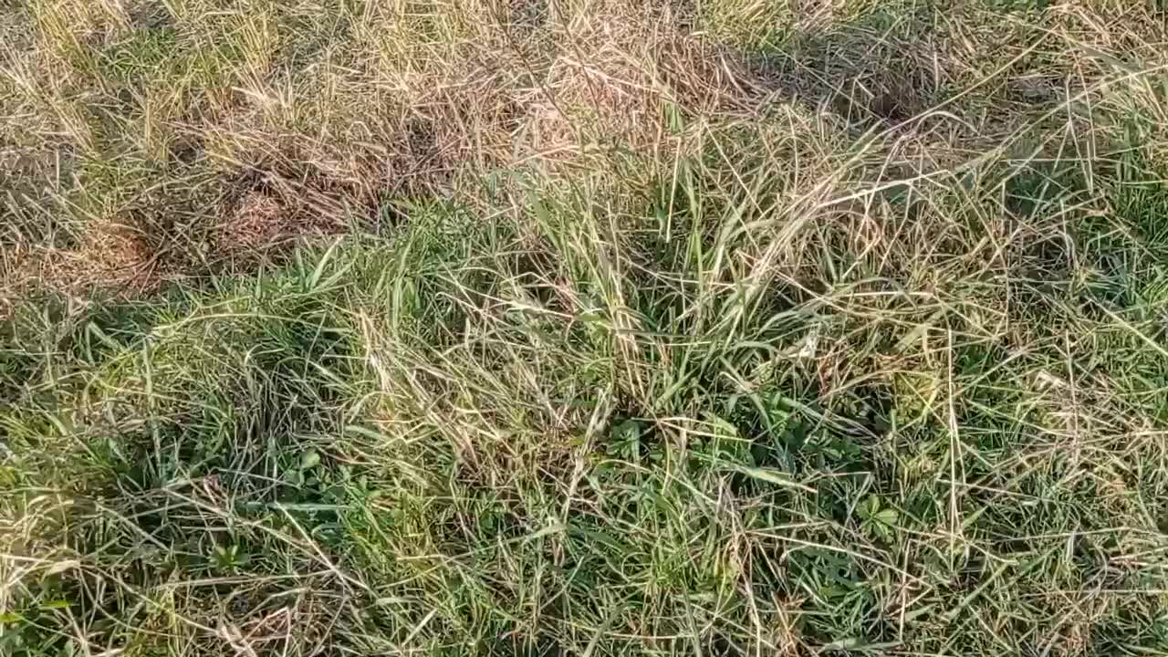 تلیسه سمینتال 6ماهه قیمت58میلیون|حیوانات مزرعه|گوراب زرمیخ, |دیوار