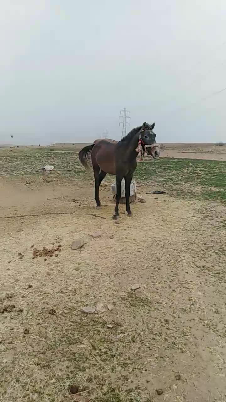 اسب|اسب و تجهیزات اسبسواری|مهران (ایلام), |دیوار