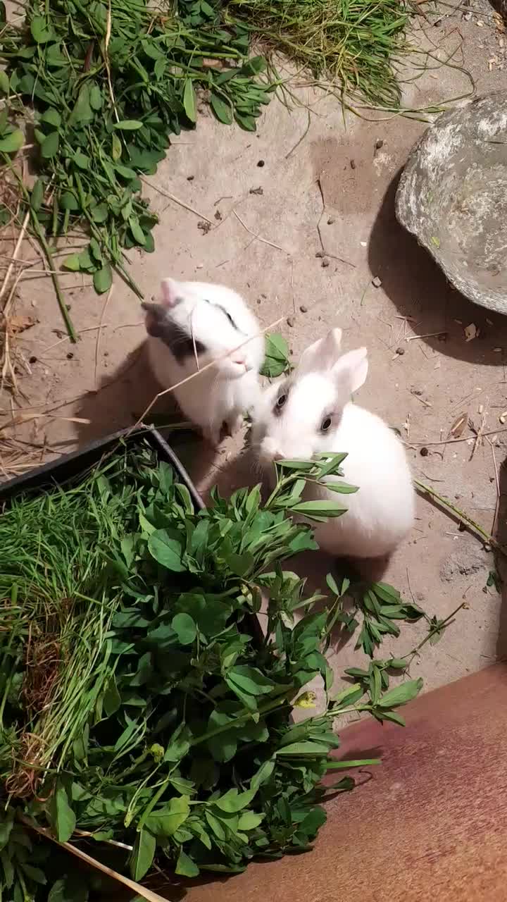 خرگوش اهلی|موش و خرگوش|ویلکیج, |دیوار