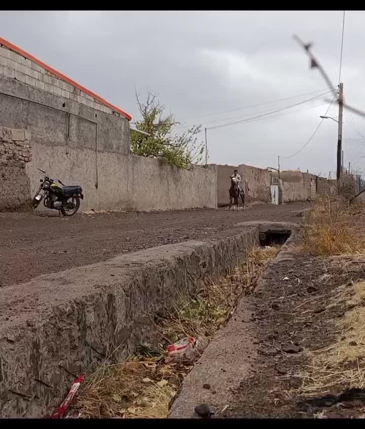 اسب نریان کورد|اسب و تجهیزات اسبسواری|تبریز, |دیوار