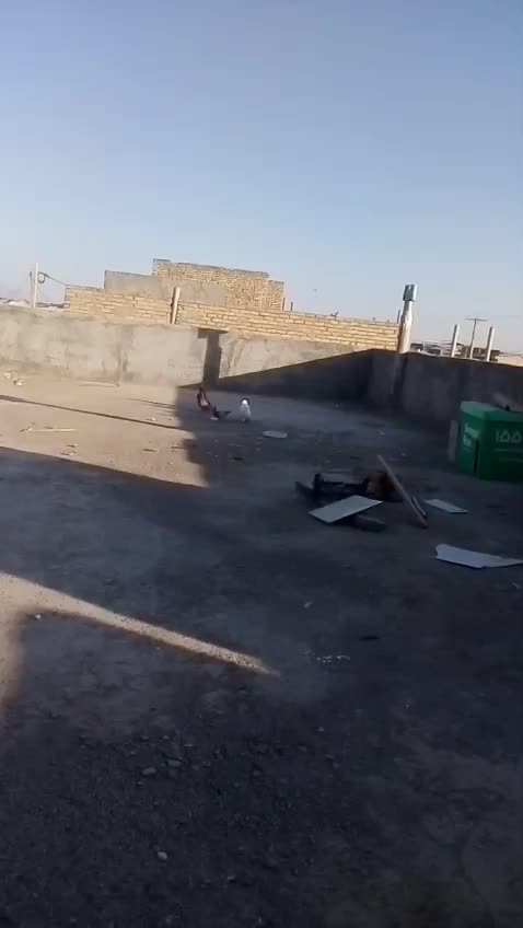 گم شده|حیوانات|یزد, |دیوار