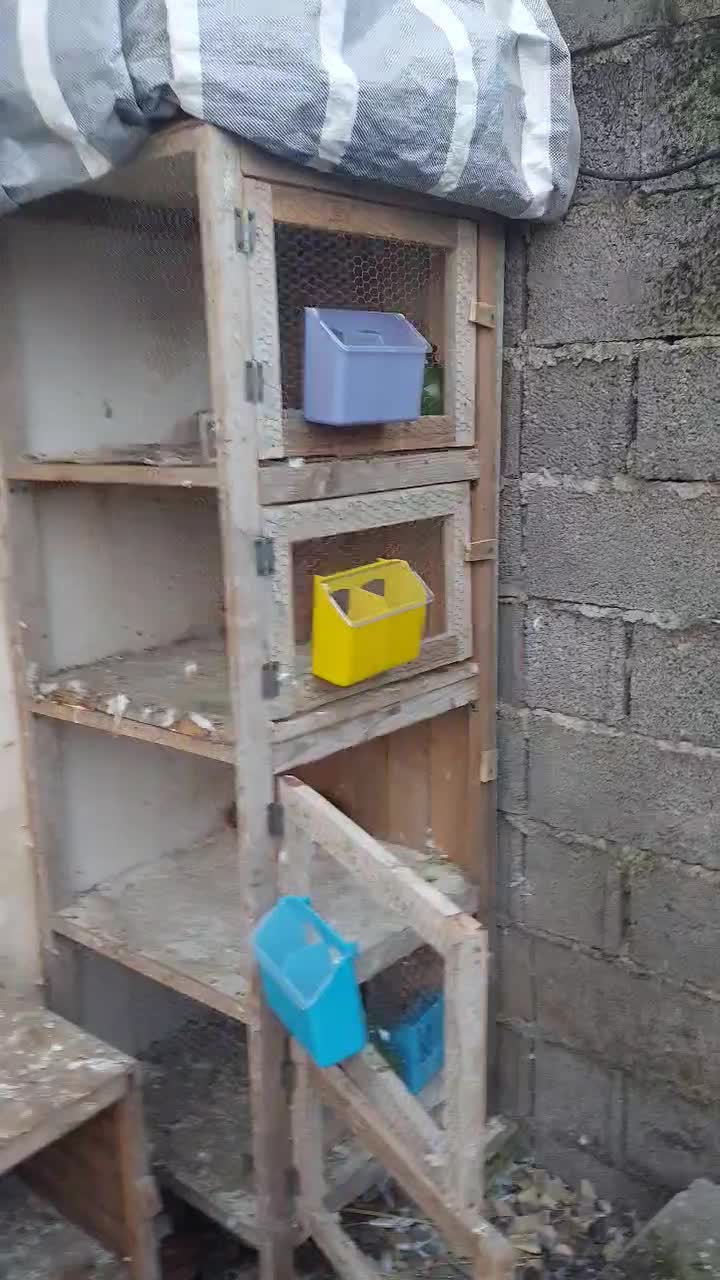 کبوتر ساعت سنگین به همراه کلیه لوازم|پرنده|رشت, فرزانه|دیوار