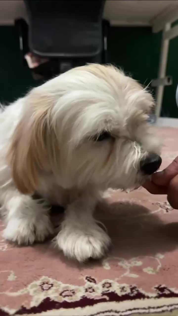 واگذاری سگ شیتزو رایگان|سگ|تهران, مشیریه|دیوار