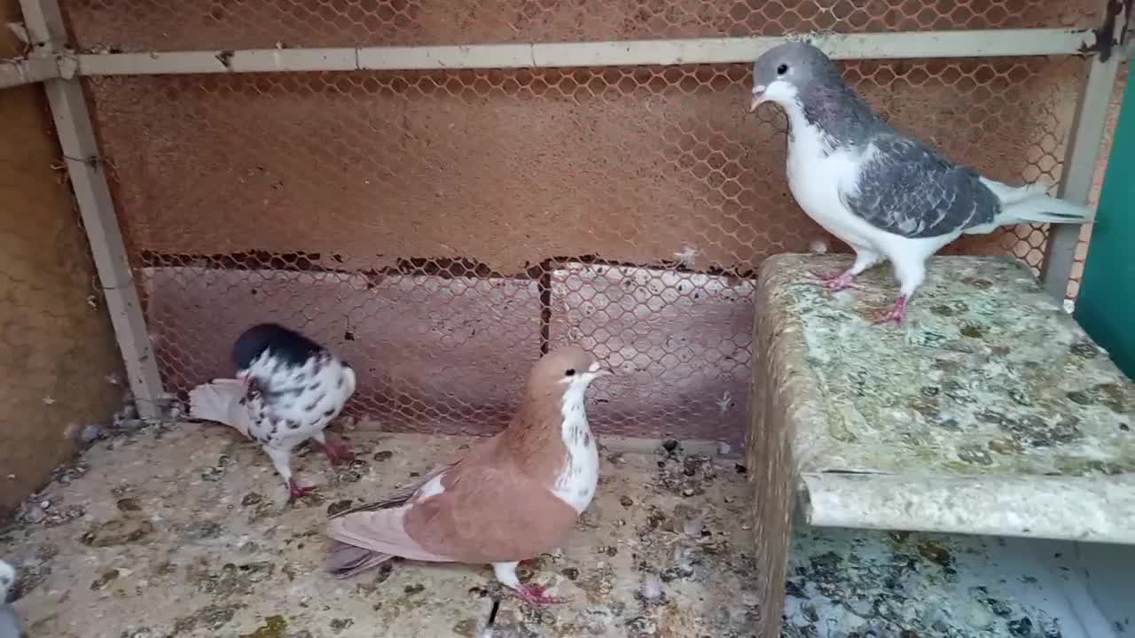 شهری جفتی|پرنده|شیراز, تندگویان|دیوار