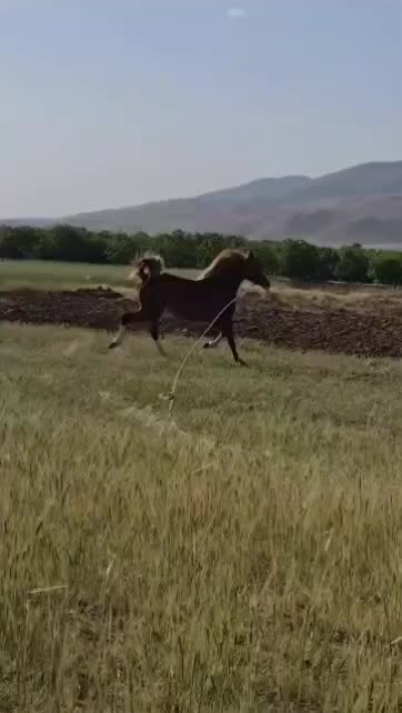 مادیان عرب مصری چند نشون سفید خوشگل اسب|اسب و تجهیزات اسب‌سواری|تهران, طرشت|دیوار