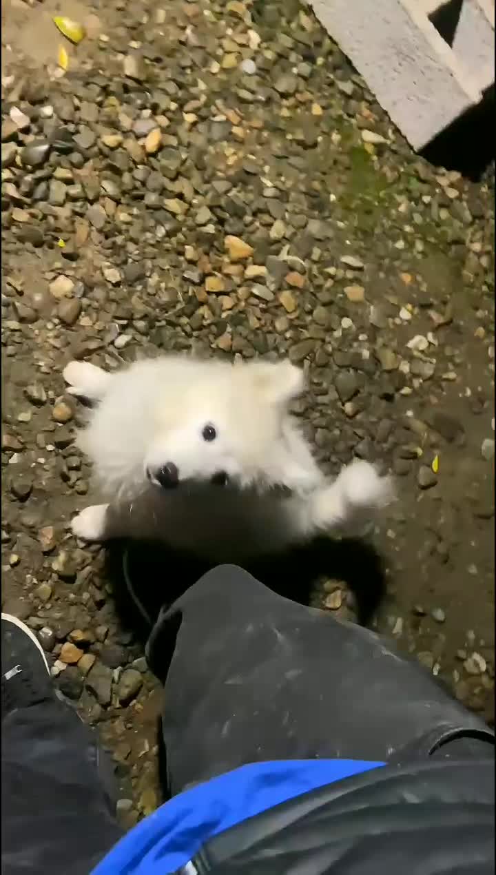 سگ سامویید|سگ|رشت, علی آباد|دیوار