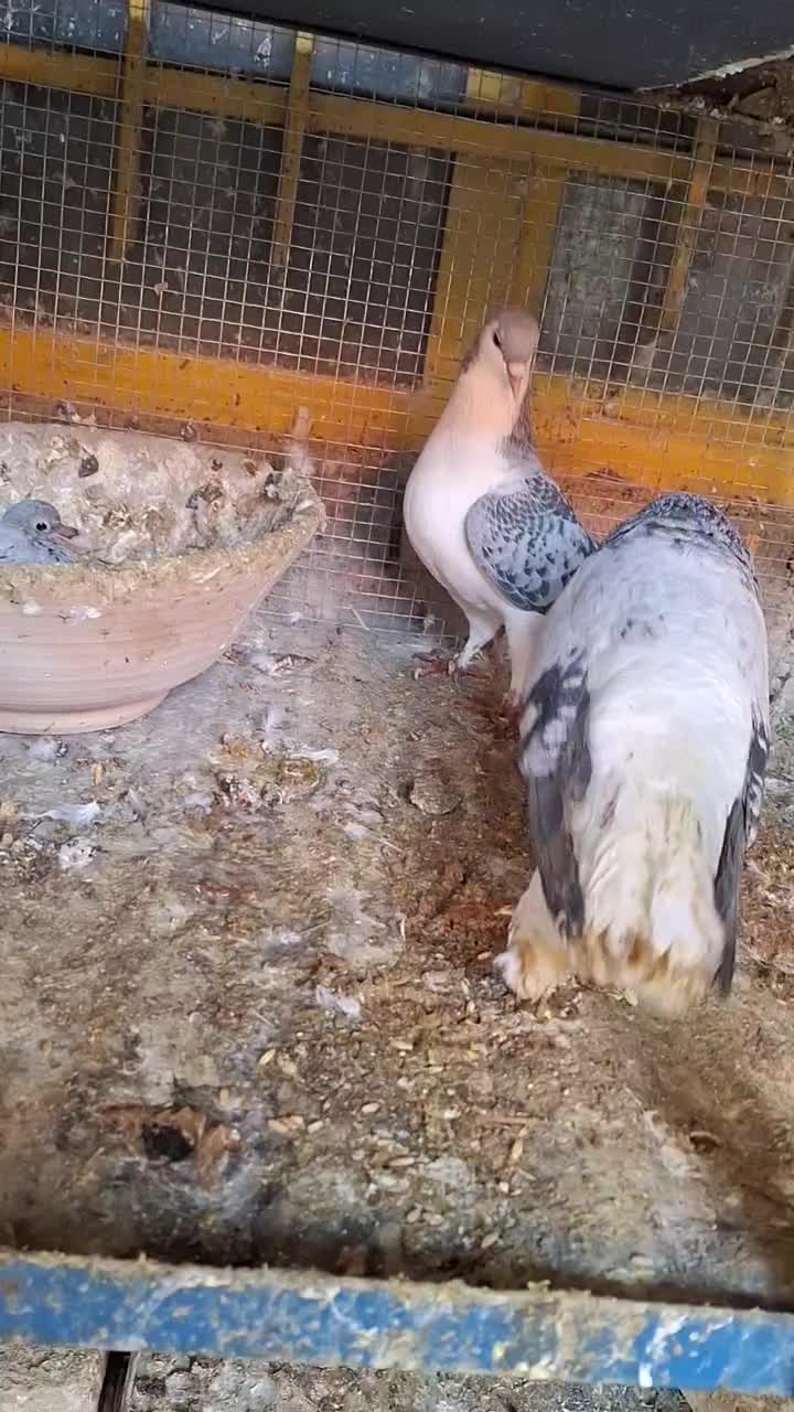 امری سبر(ساده سبز)|پرنده|گناباد, |دیوار