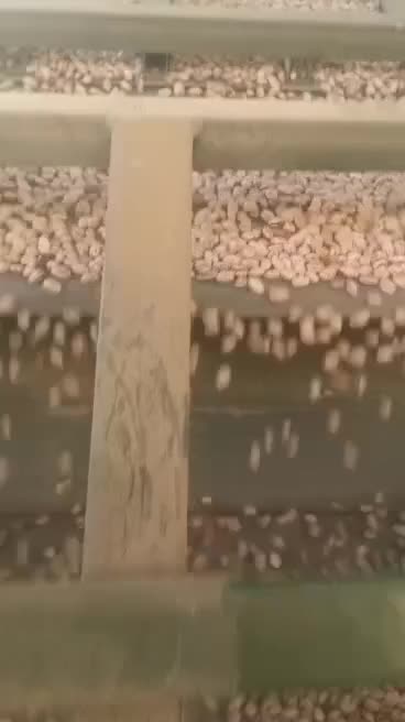 لوبیا چیتی بدون سرمازدگی امسال|خوردنی و آشامیدنی|الیگودرز, |دیوار