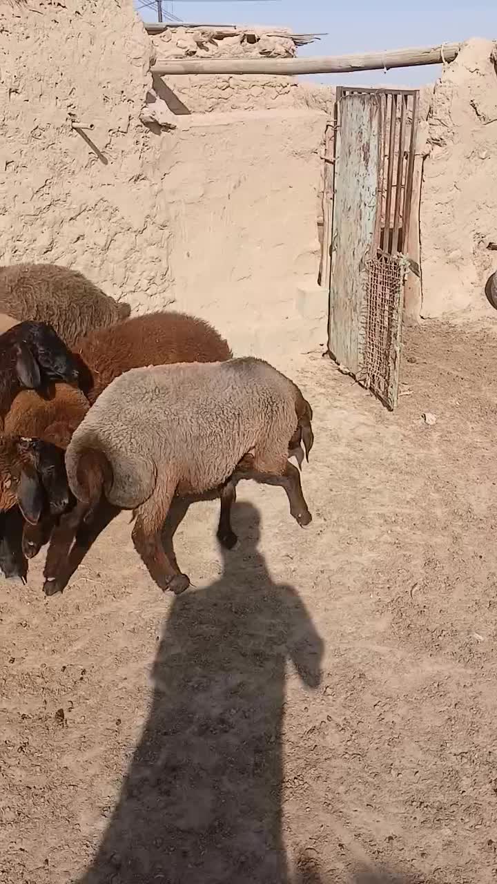 بره نر|حیوانات مزرعه|مراوه, |دیوار