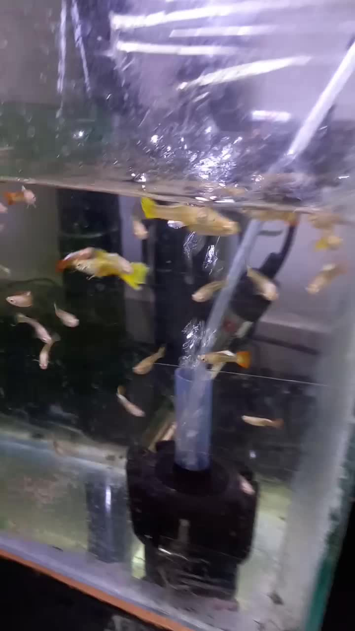 یک گله ۴۰ عددی ماهی گوپی|ماهی|ملایر, |دیوار