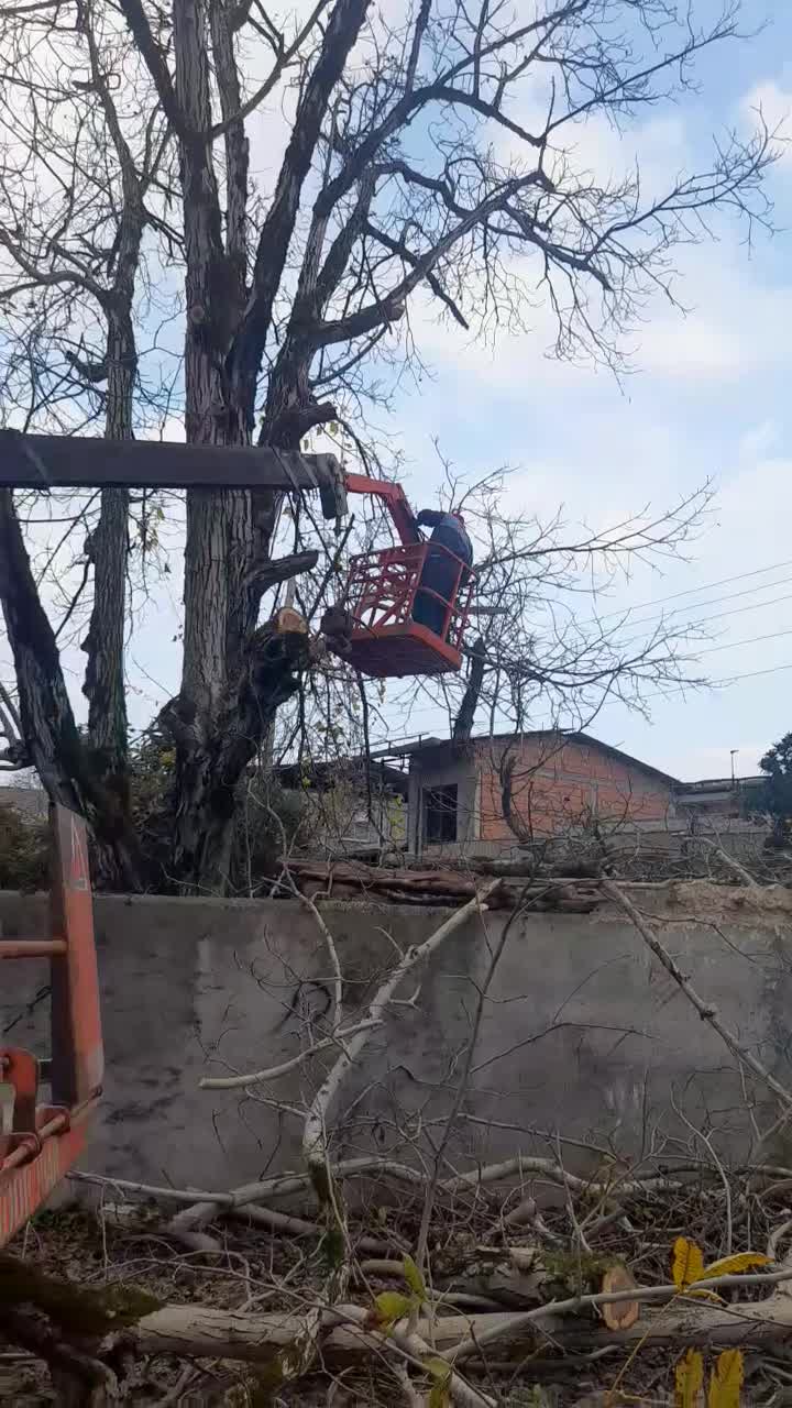 خریدچوب وانواع درختان باغی قطع برش هرس|خدمات باغبانی و درختکاری|نوشهر, |دیوار