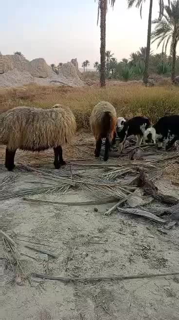 ۱۹راس میش بره دار و آبستن داشتی|حیوانات مزرعه|جره و بالاده, |دیوار