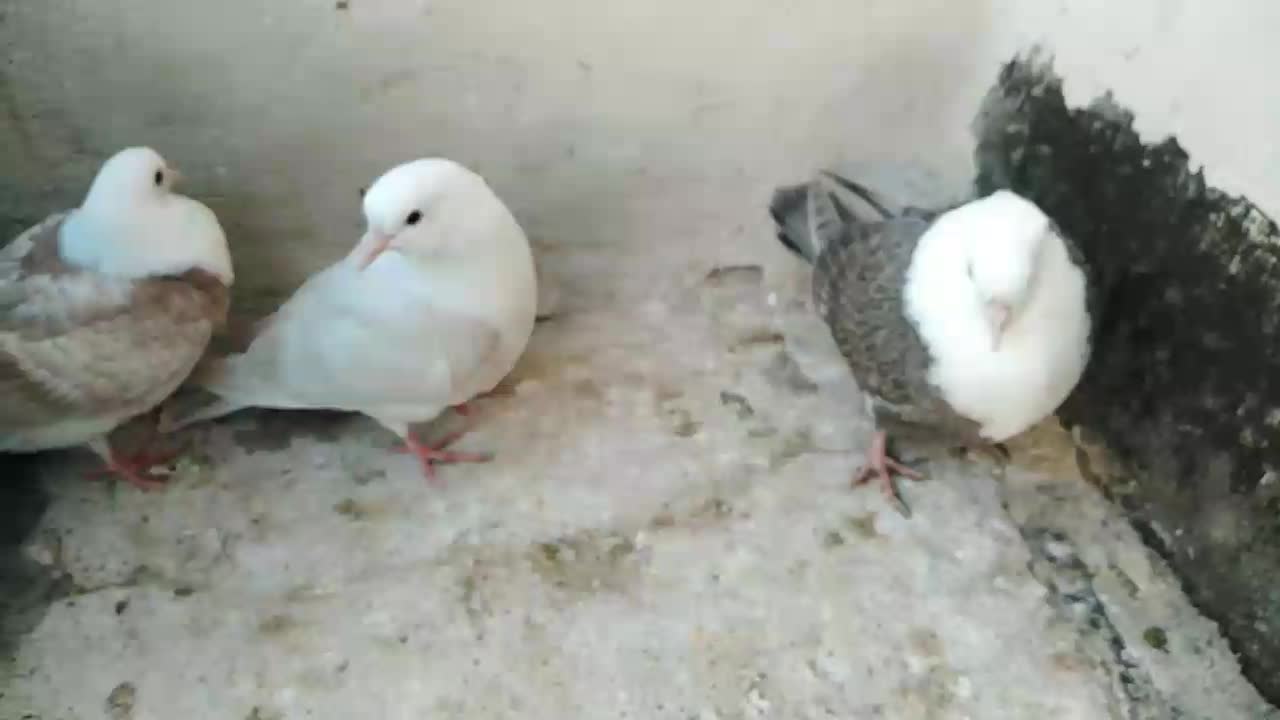 کبوتر، کله سفید، کلاغ کربلایی در چناران|پرنده|مشهد, توس (بلوار توس)|دیوار