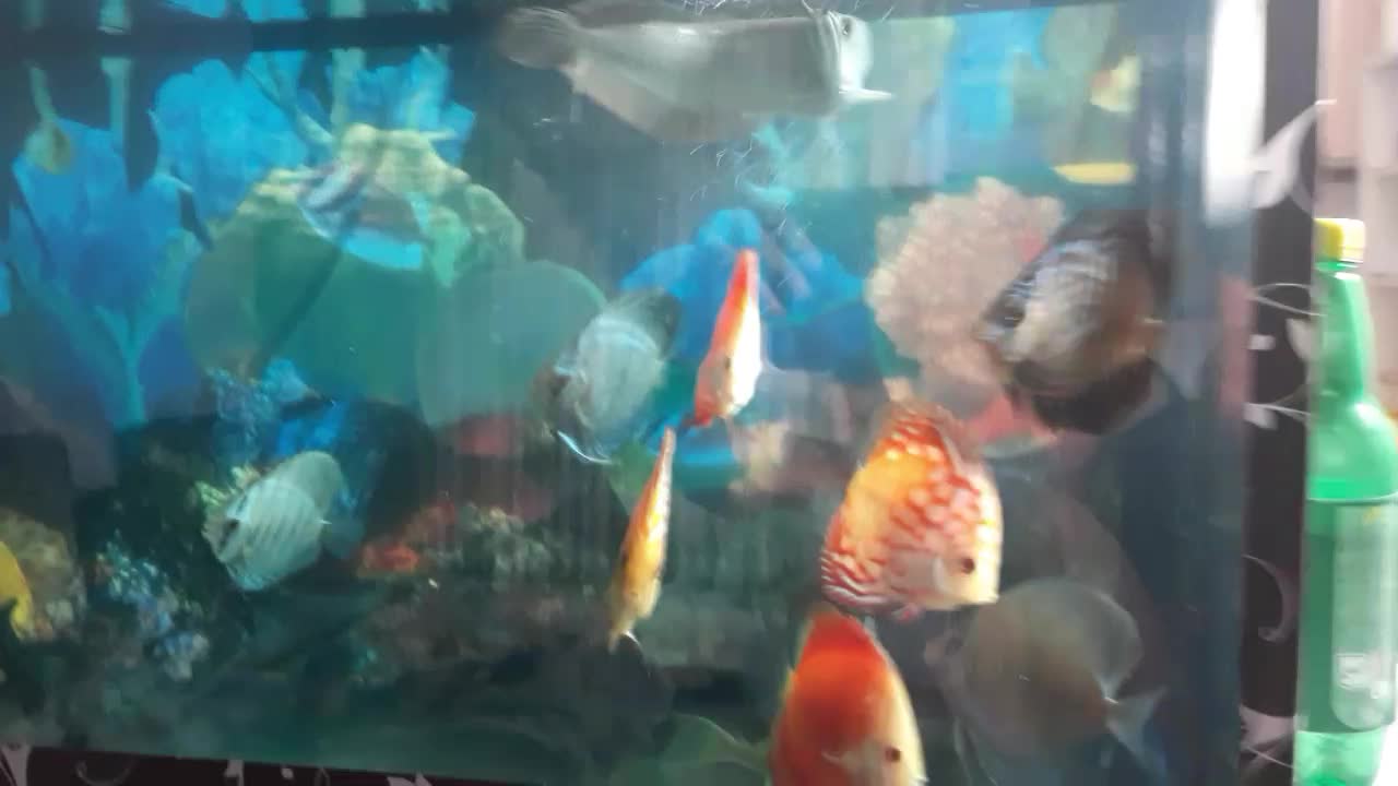 ماهی|ماهی|مشهد, نوده|دیوار