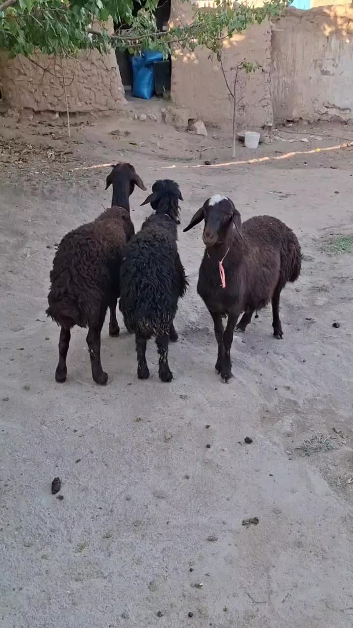 گوسفند زنده|حیوانات مزرعه|زنجانرود, |دیوار