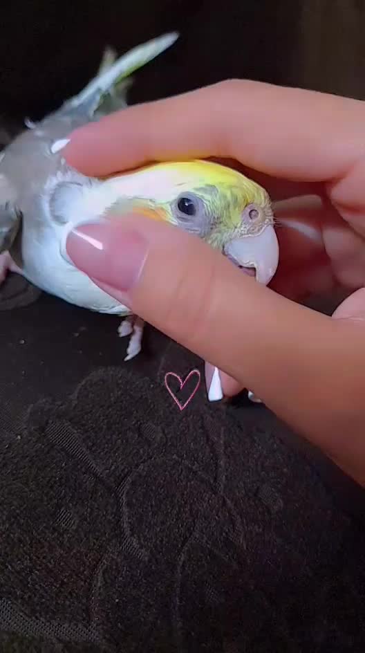 گمشده،عروس هلندی( مژدگانی میلیونی)|حیوانات|اصفهان, رسالت|دیوار