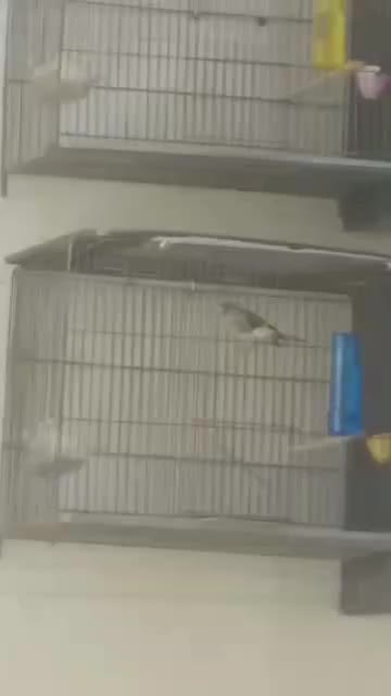 پرنده سرای رضاخانی|پرنده|کرمان, |دیوار