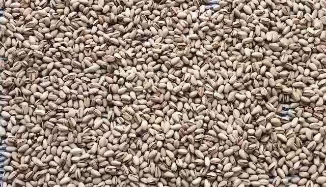 پسته اکبری انس 22|خدمات باغبانی و درختکاری|بیرجند, |دیوار