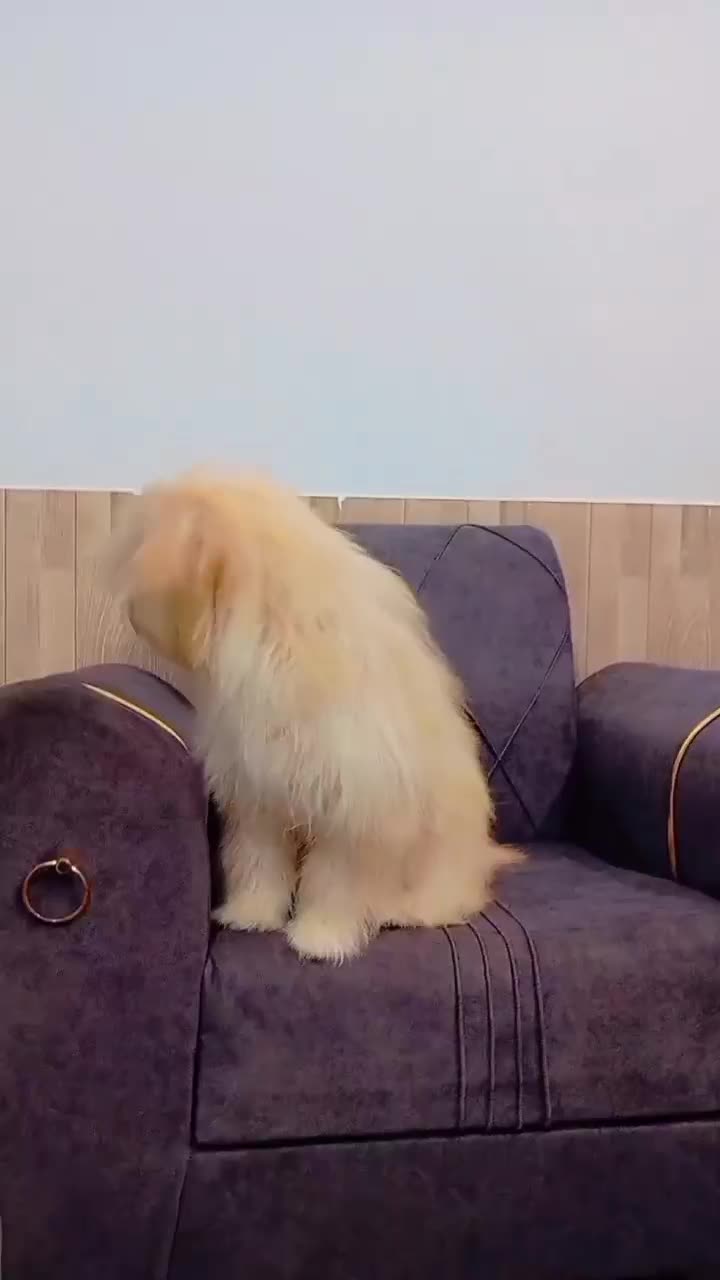 سگ نر میکس پامر وپودل|سگ|مشهد, شهید بصیر|دیوار