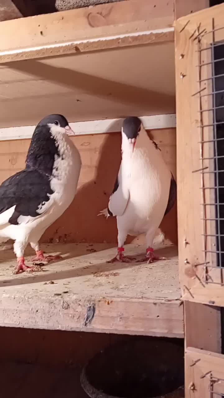 چند عدد کبوتر ارزش داره|پرنده|ماهدشت, |دیوار