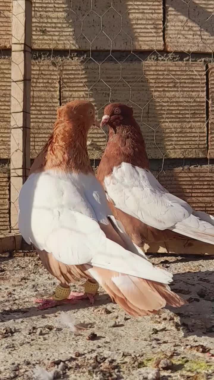 نروماده سینه سرخ وسینه سیاه اس اس|پرنده|مشهد, انقلاب|دیوار