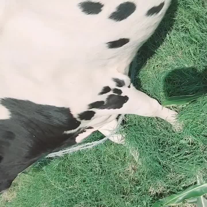 پراپ فروشی|حیوانات مزرعه|ایرانشهر, |دیوار