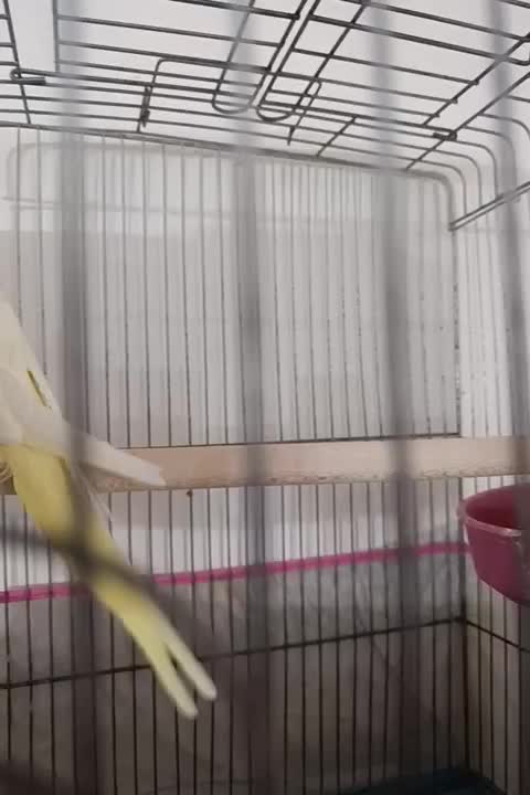 عروس هلندی|پرنده|کاشان, آیت الله سعیدی|دیوار