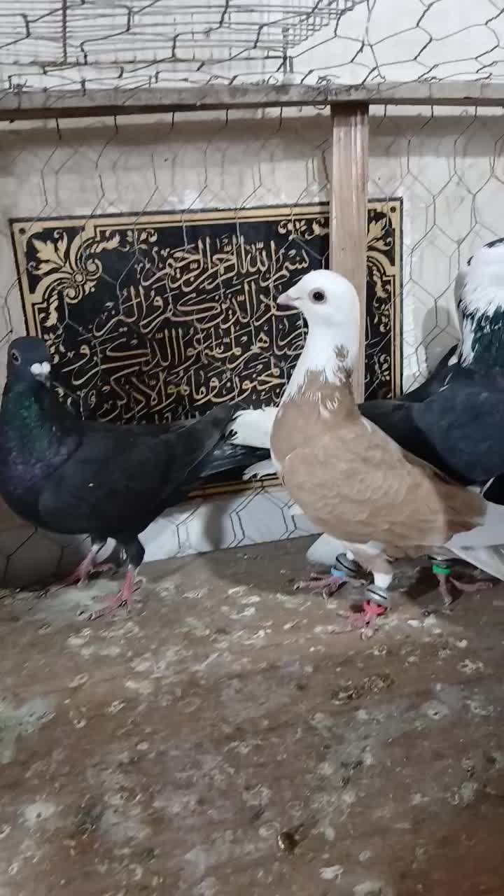 تعداد ۱۰عدد کبوتر پرشی ضدوخوردی|پرنده|رامیان, |دیوار