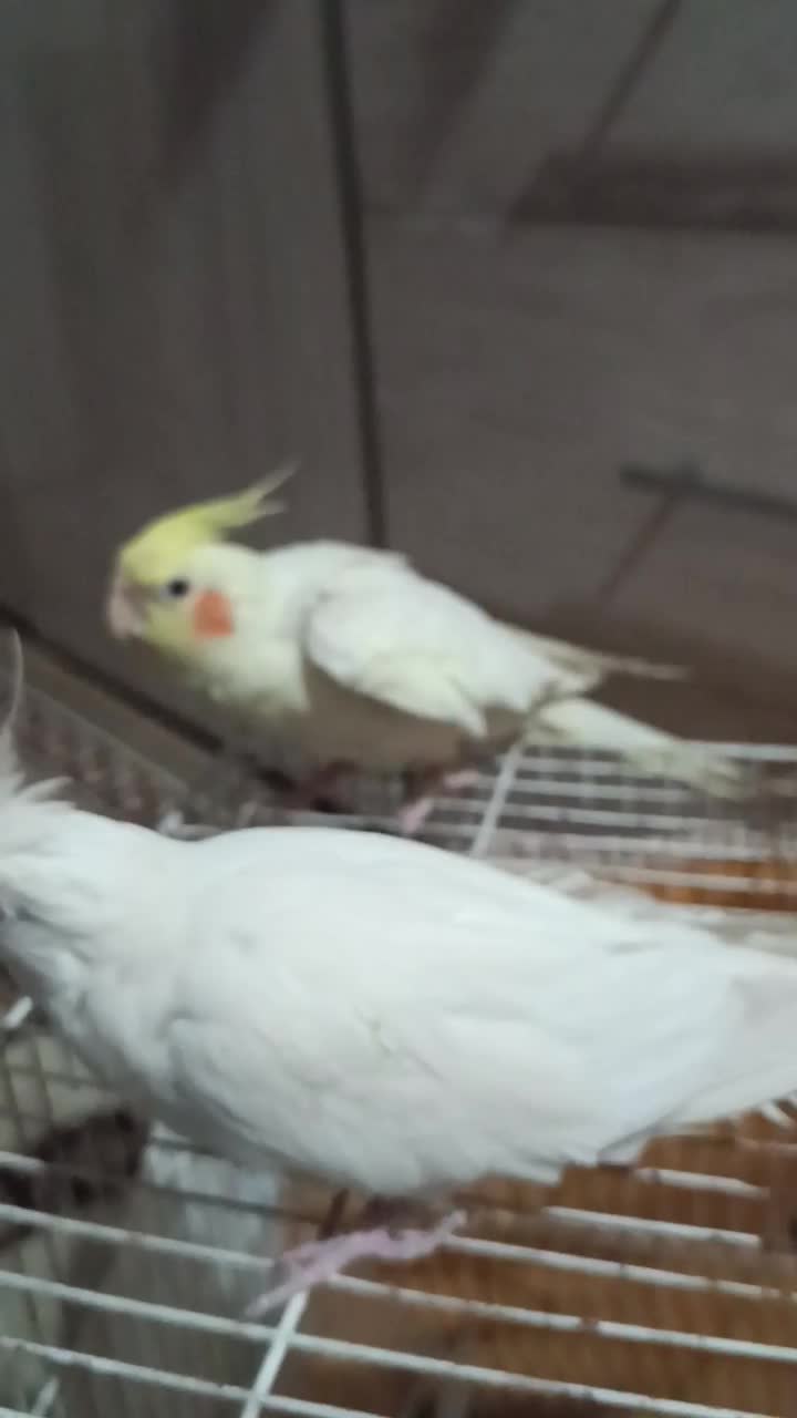 عروس هلندی آلبینو ماده کبوتر|پرنده|مشهد, اروند|دیوار