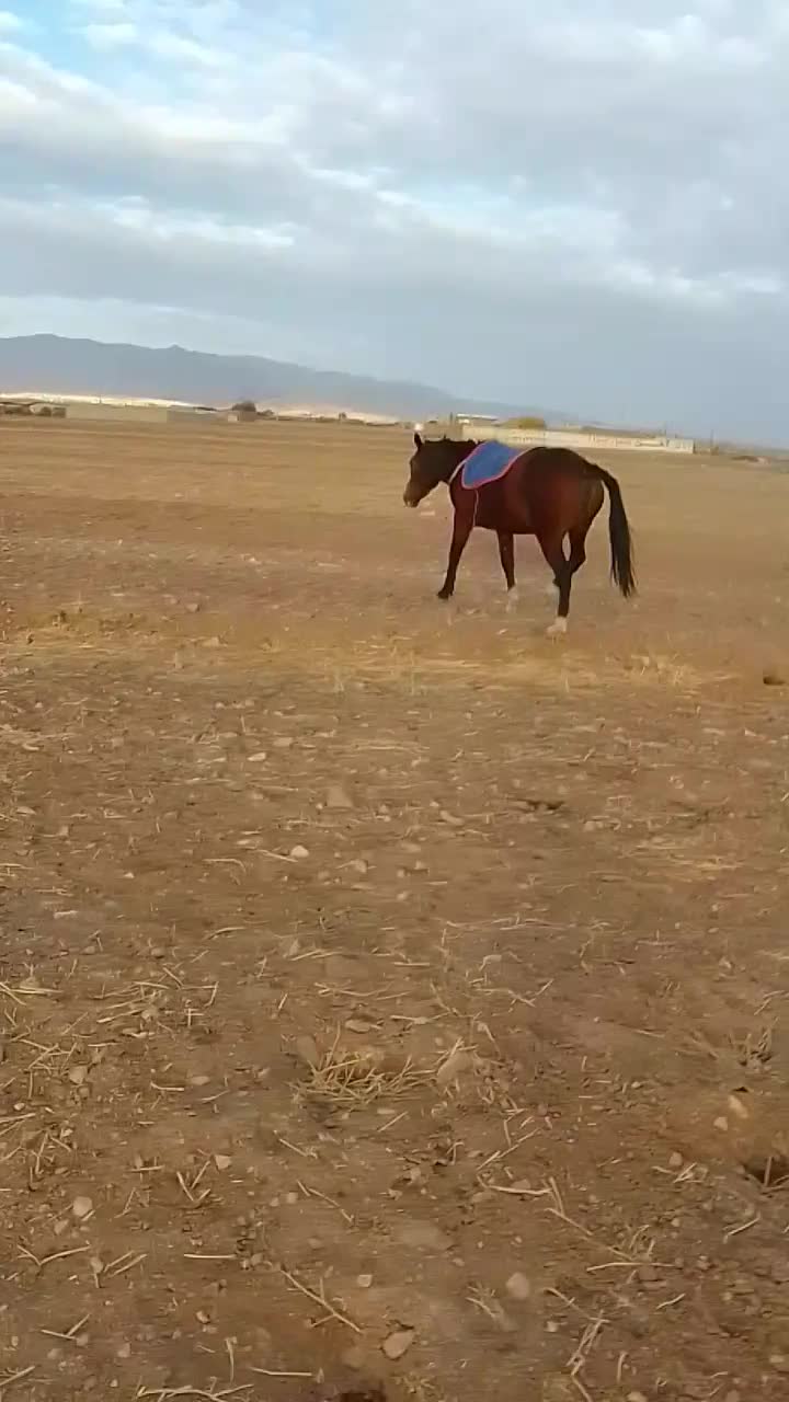 اسب|حیوانات مزرعه|هریس, |دیوار