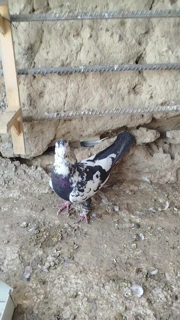 کفتر ساربزک پشتی ماده|پرنده|مشهد, امیرآباد|دیوار