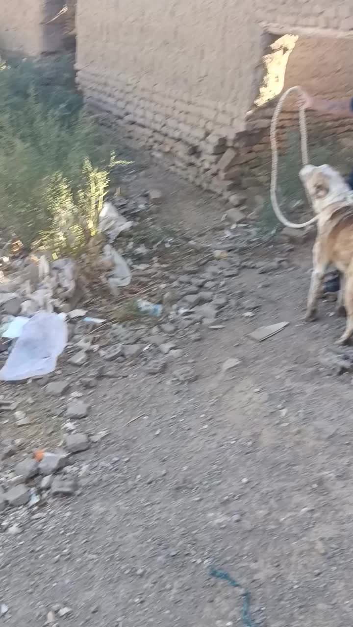 واگزار|سگ|تربت جام, نظامی|دیوار