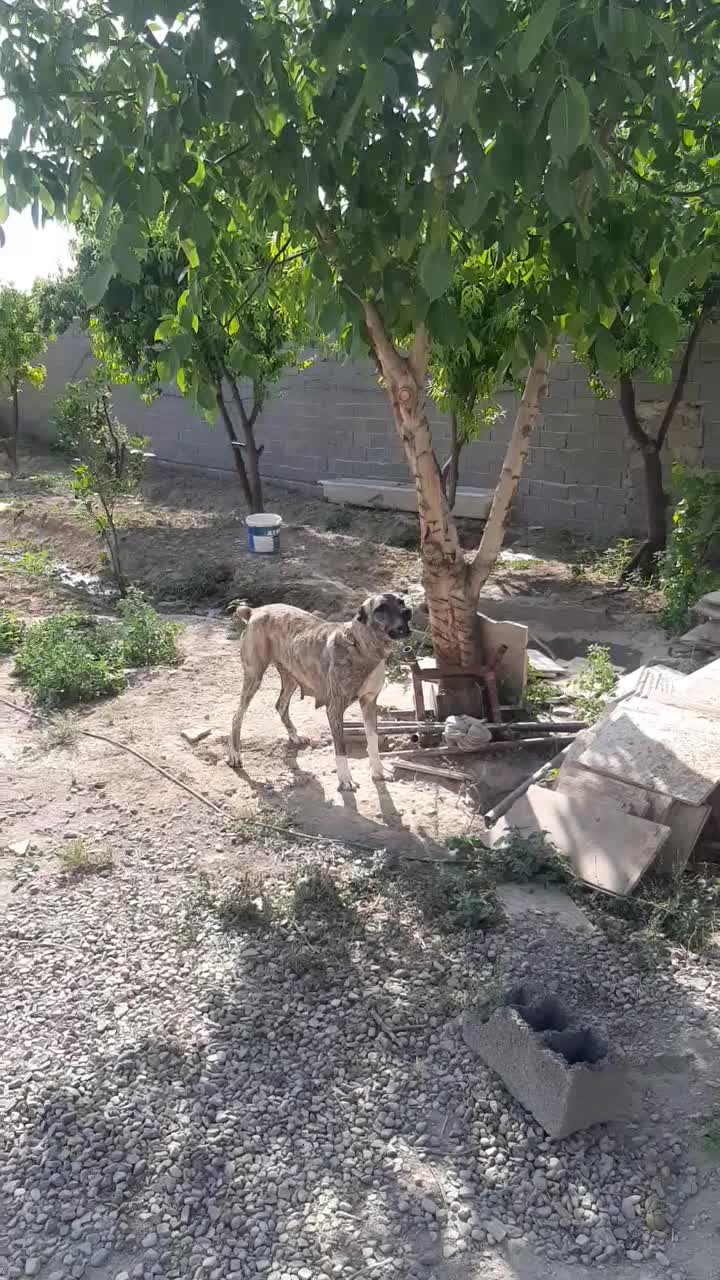 سگ واگذاری|سگ|رباطکریم, رباطکریم|دیوار