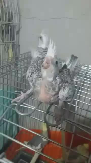 عروس هلندی سرلاکی|پرنده|تاکستان, |دیوار